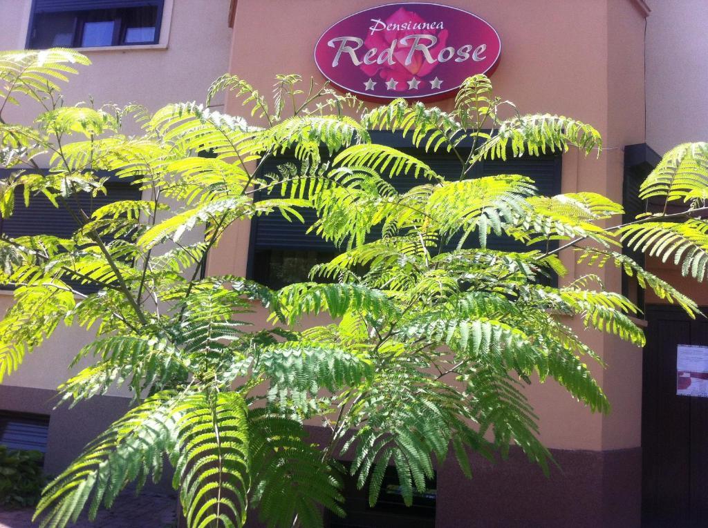 Pensiunea Red Rose Apartments Timisoara Exterior photo